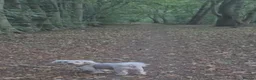 Maltese dogs for sale: Maltese dogs - Advert 2