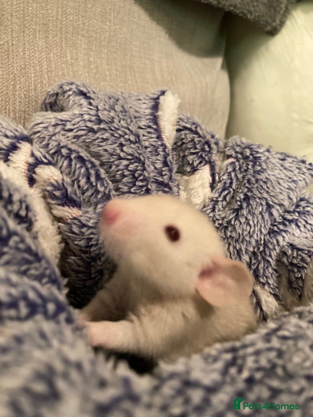 Rat rodents for sale: Rats for sale Hull Rex,fancy,dumbo&hairless - Advert 2