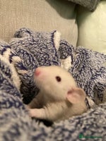 Rat rodents Rats for sale Hull Rex,fancy,dumbo&hairless - Advert 5