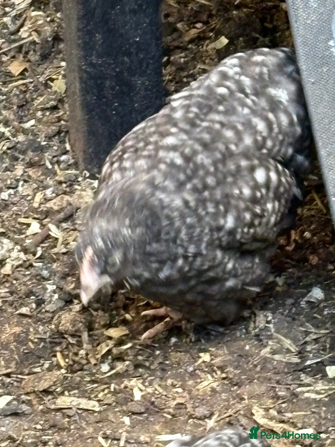 Chickens poultry for sale: Beautiful cuckoo pekin pullets Sexed hens 7 weeks  - Advert 2