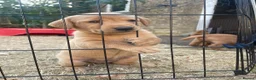 Labrador Retriever dogs for sale: KC registered Labrador puppies - Advert 3