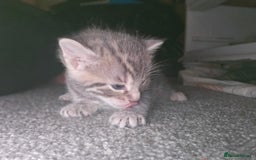 Bengal cats for sale: Pure pedigree bengals avaliable  - Image 7