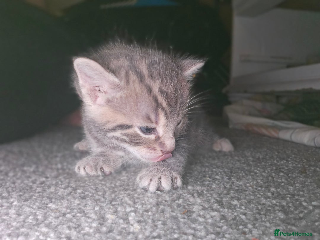 Bengal cats for sale: Pure pedigree bengals avaliable  - Image 7