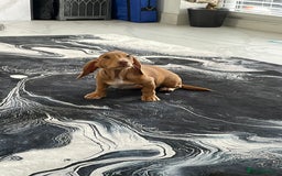 Miniature Dachshund dogs for sale: Miniature Dachshund shaded cream baby girl - Image 2