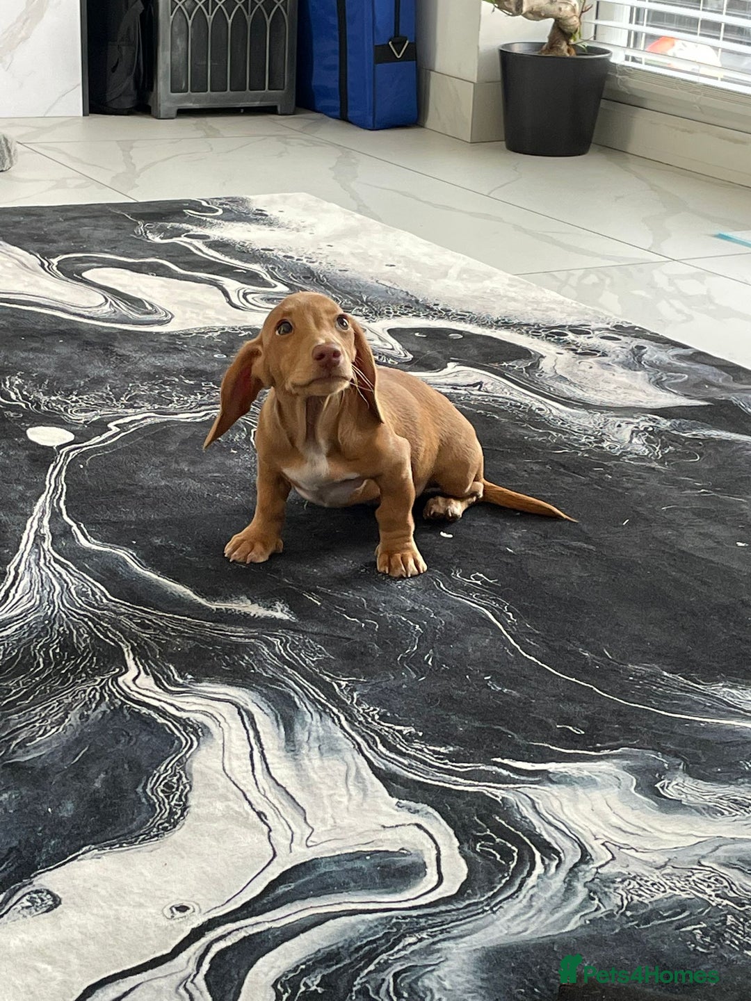 Miniature Dachshund dogs for sale: Miniature Dachshund shaded cream baby girl - Image 2