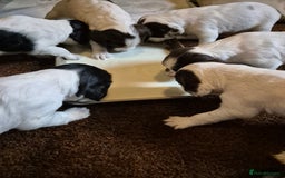 English Springer Spaniel dogs for sale: English springer spaniel puppies - Image 4