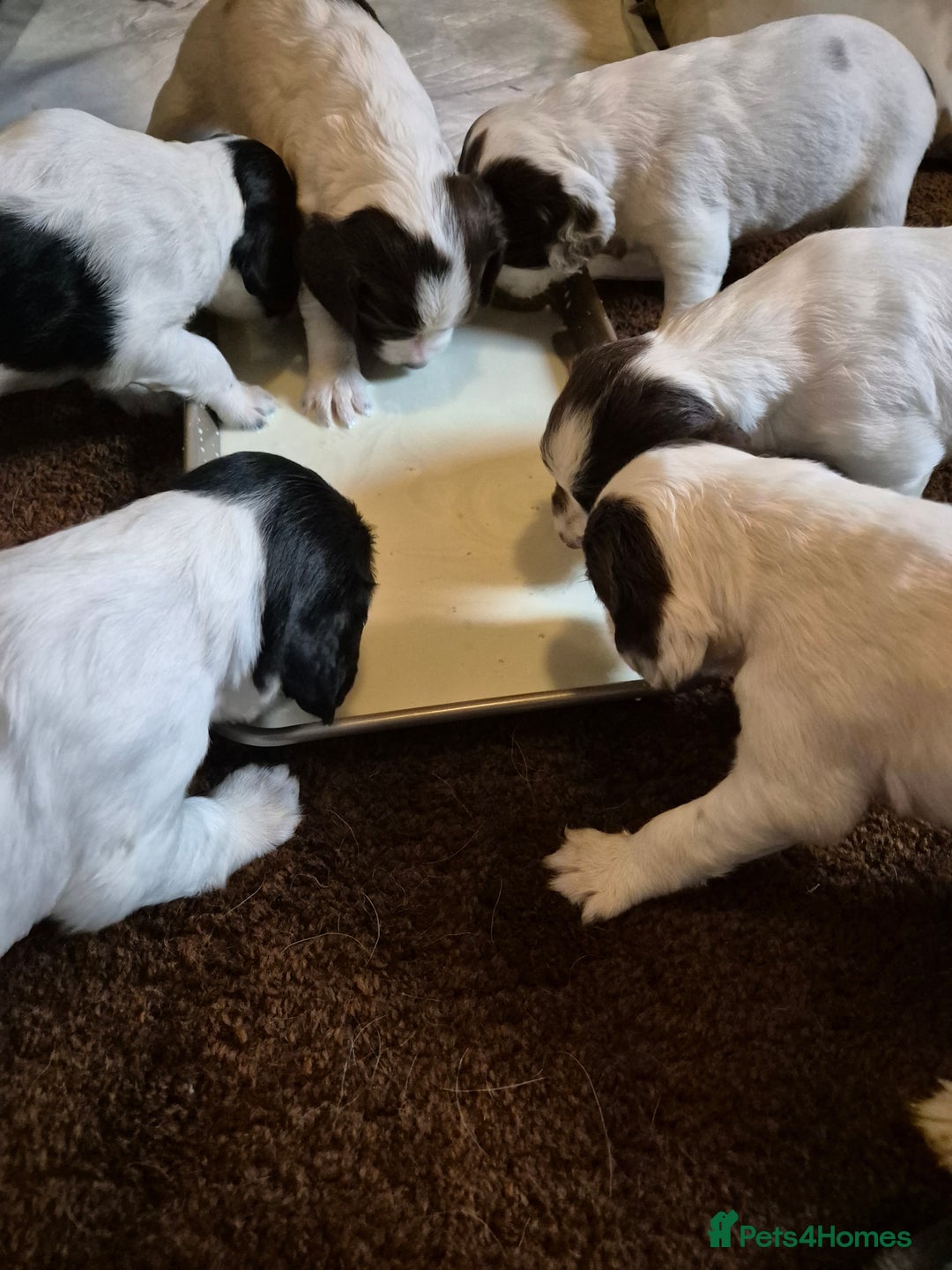 English Springer Spaniel dogs for sale: English springer spaniel puppies - Image 4