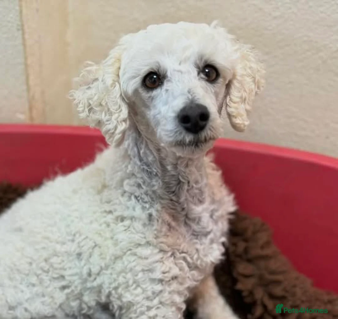 Miniature Poodle dogs for sale: Flossie -Kc Reg Miniature Poodle Girl - Advert 2