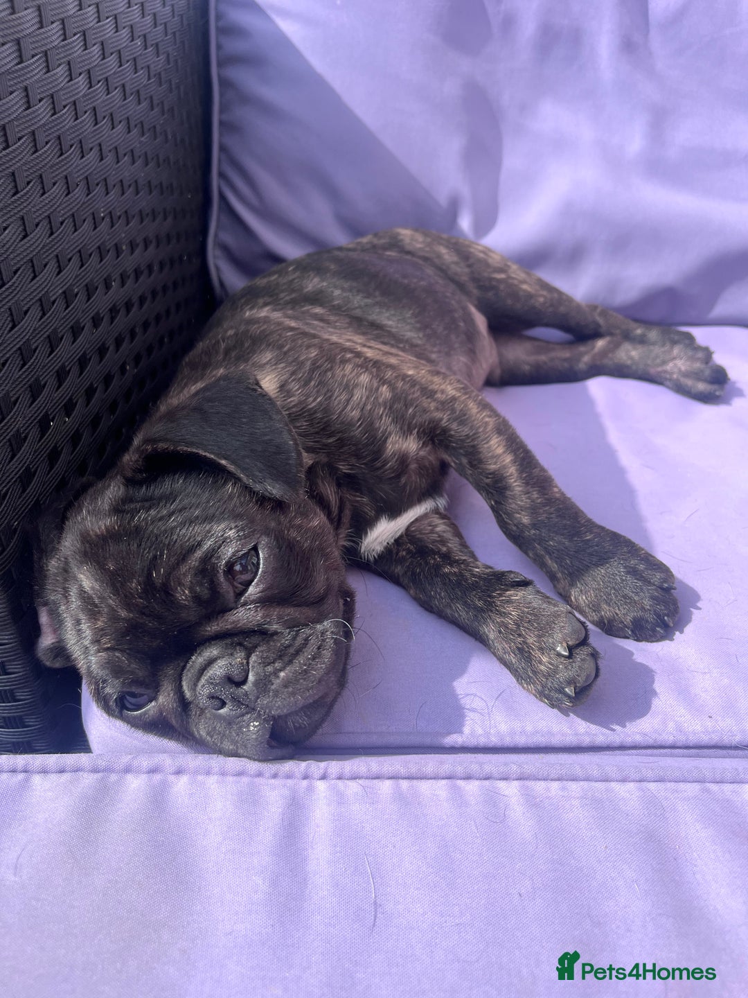 Frug dogs for sale: Frug for rehoming called marvel  - Advert 6