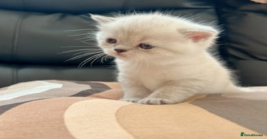 British Shorthair cats - Advert 12