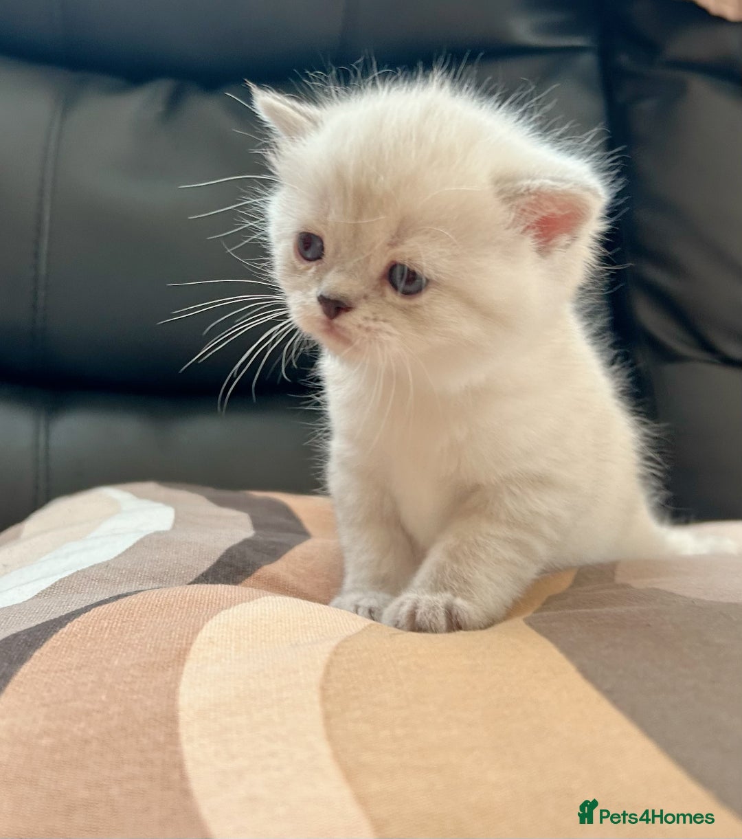 British Shorthair cats for sale: British shorthair chocolate and silver pointed  - Advert 2