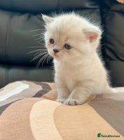 British Shorthair cats - Advert 12