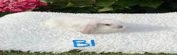 Mini Lop rabbits for sale: Pure bred mini lops baby rabbits . - Advert 3
