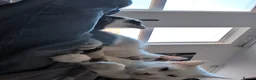 British Shorthair cats for sale: One male kitten  in Wallasey - Advert 2