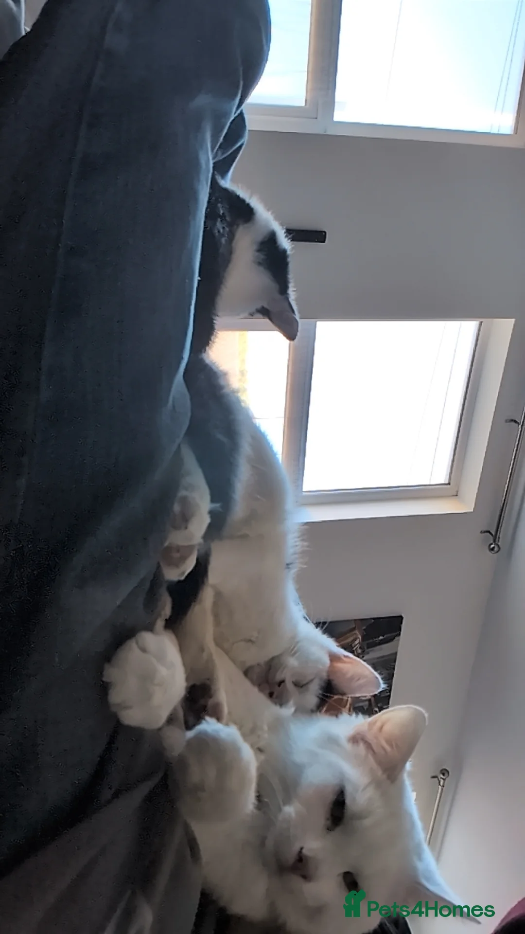 British Shorthair cats for sale: One male kitten  in Wallasey - Advert 2