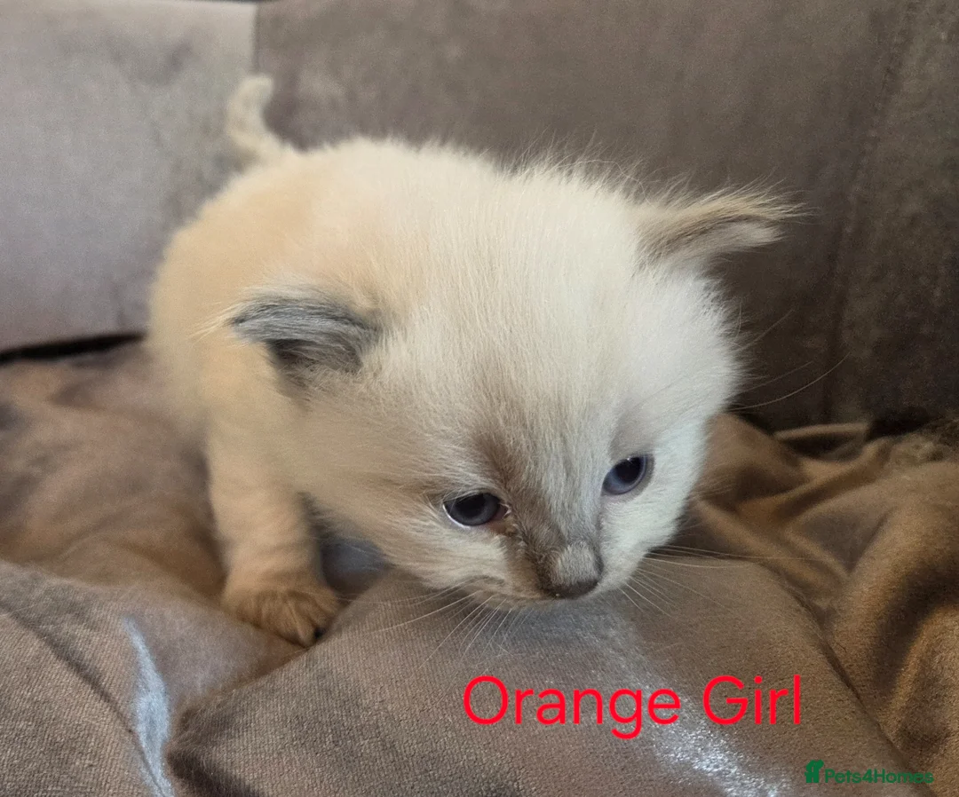 Ragdoll cats for sale: 9 Beautiful Ragdoll kittens  - Advert 27