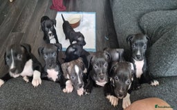 Mixed Breed dogs for sale: Ready to go  - Image 3