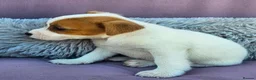 Jack Russell dogs for sale: Jack Russell puppies 🐶  - Advert 23