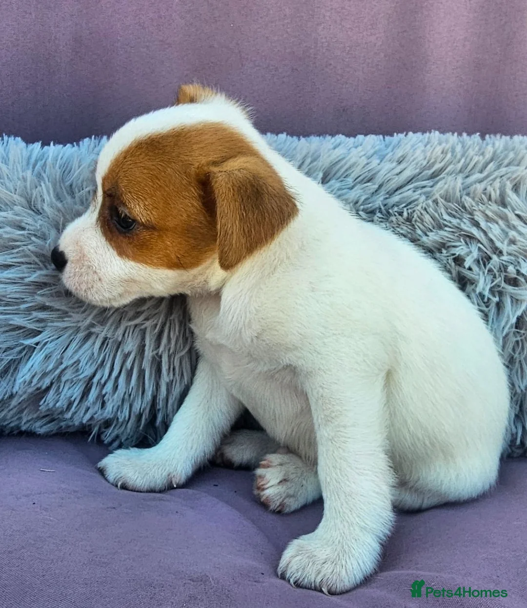 Jack Russell dogs for sale: Jack Russell puppies 🐶  - Advert 23