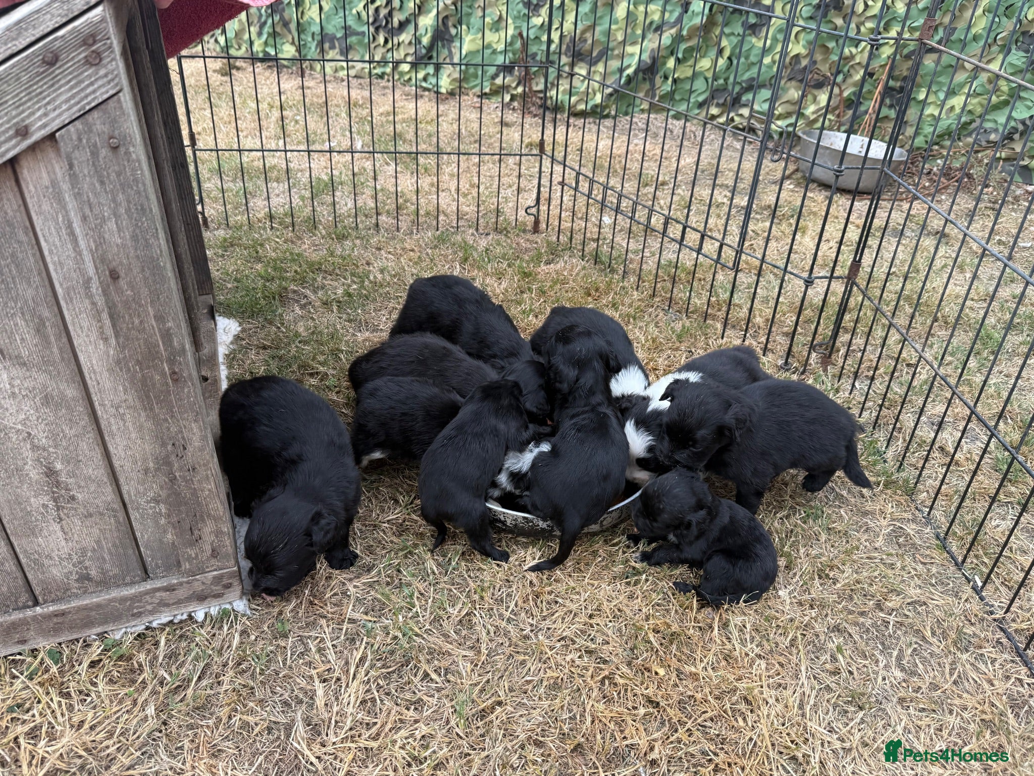 Mixed Breed dogs Aussie x Cocker Puppies “Auckers” - Advert 2