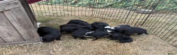 Mixed Breed dogs for sale: Aussie x Cocker Puppies “Auckers” - Advert 2