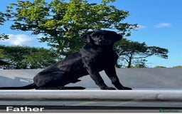 Labrador Retriever dogs for stud: Black lab available for stud  in Basingstoke - Image 3