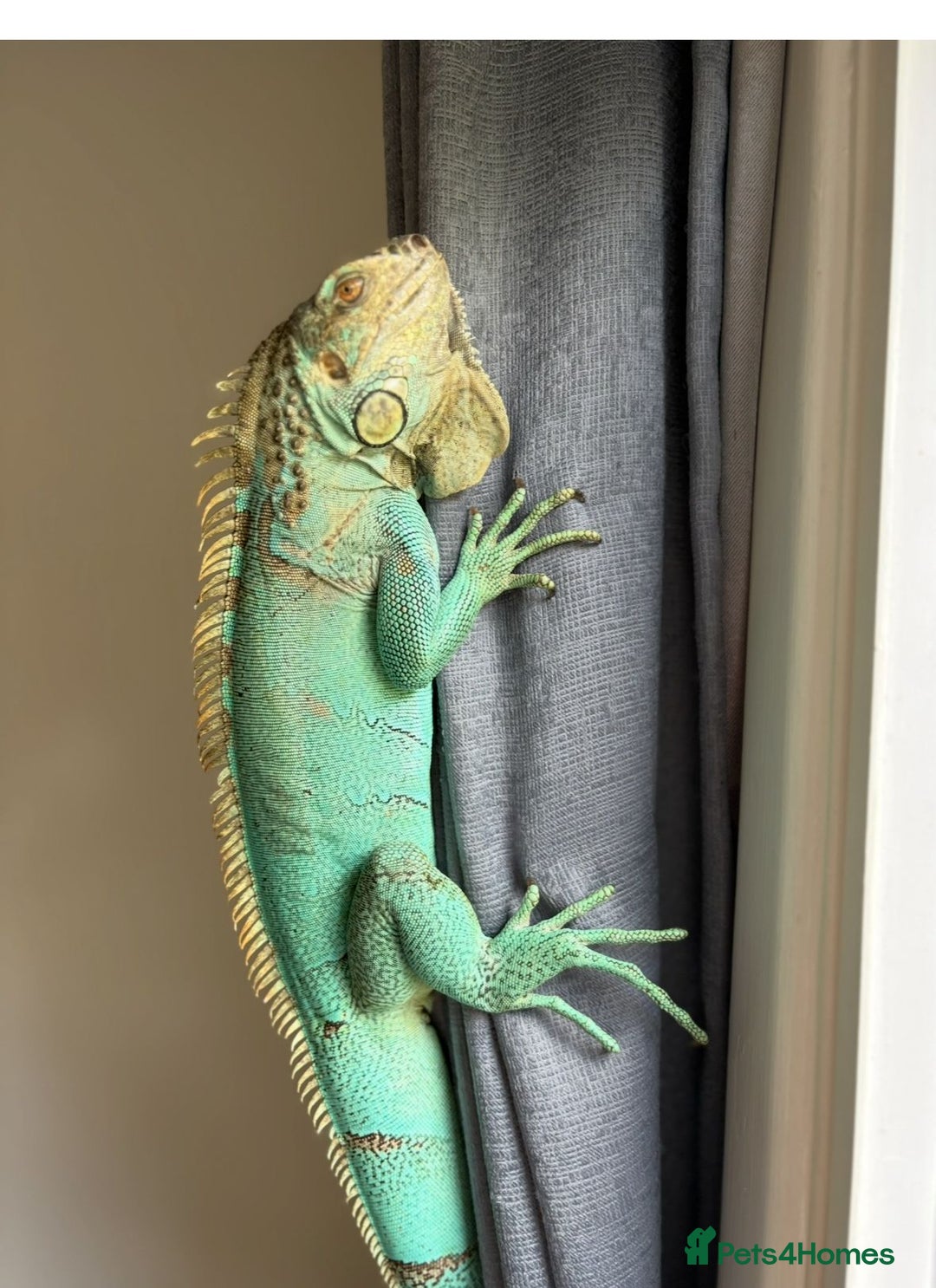 Iguana reptiles for sale: Blue female iguana  - Image 3