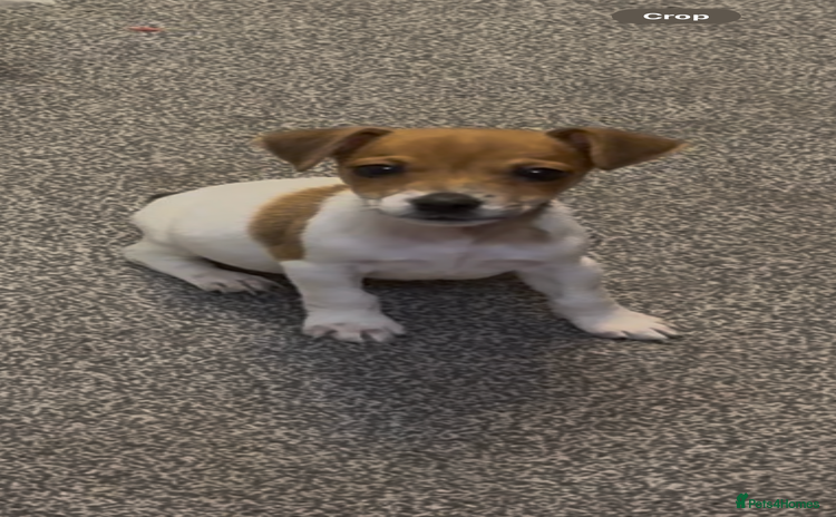 Jack Russell dogs - Advert 1