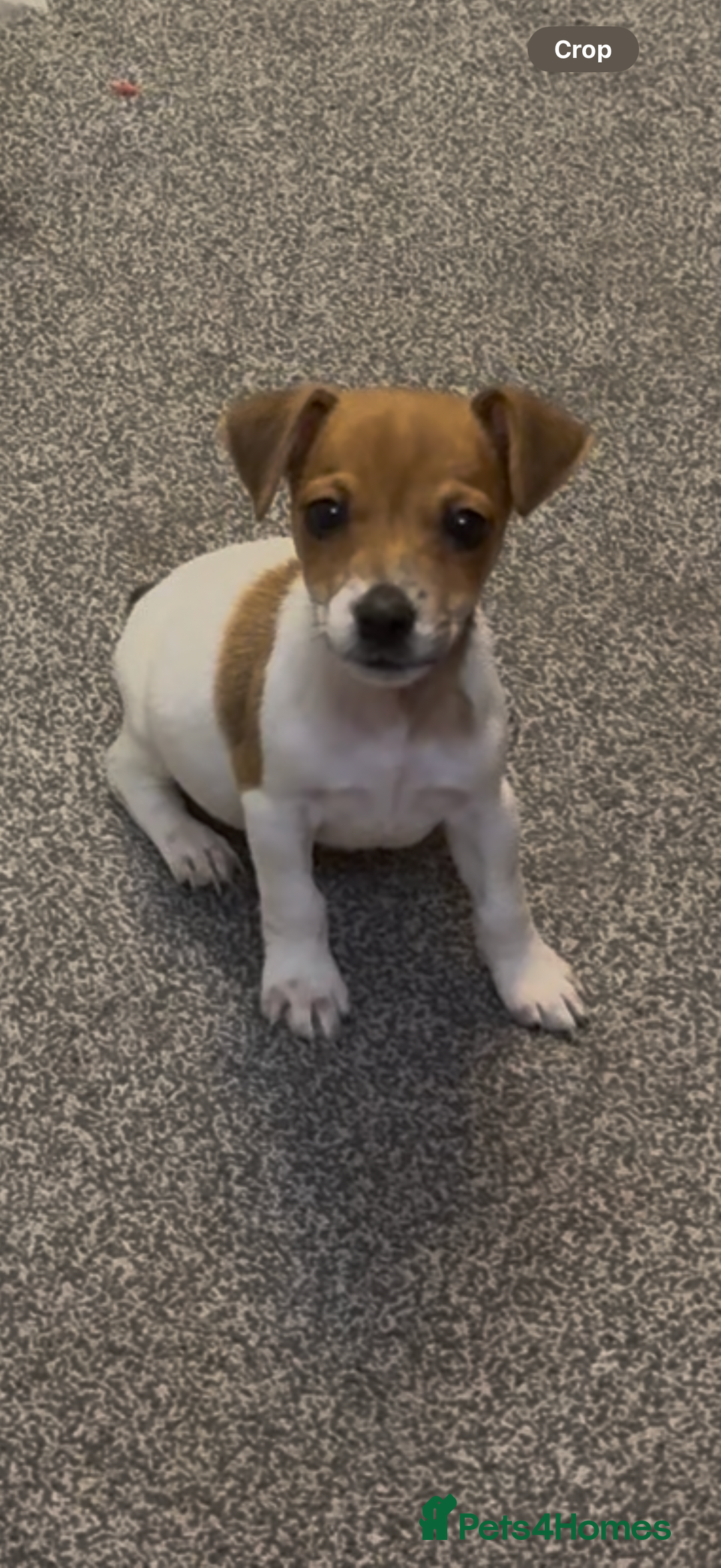 Jack Russell dogs for sale: BEAUTIFUL JACK RUSSELL PUPPIES - Image 1