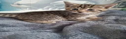 Mixed Breed cats for sale: 5 beautiful kittens  in Dagenham - Advert 13