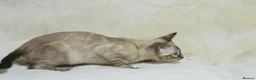 Bengal cats for sale: Ready to Leave – TICA Registered Snow Bengal Girl - Advert 6