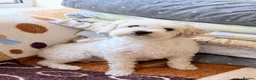 Maltese dogs for sale: Maltese - Advert 3