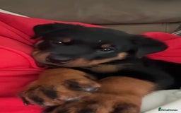 Rottweiler dogs for sale: Last two left!! Rottweiler puppies - Image 11