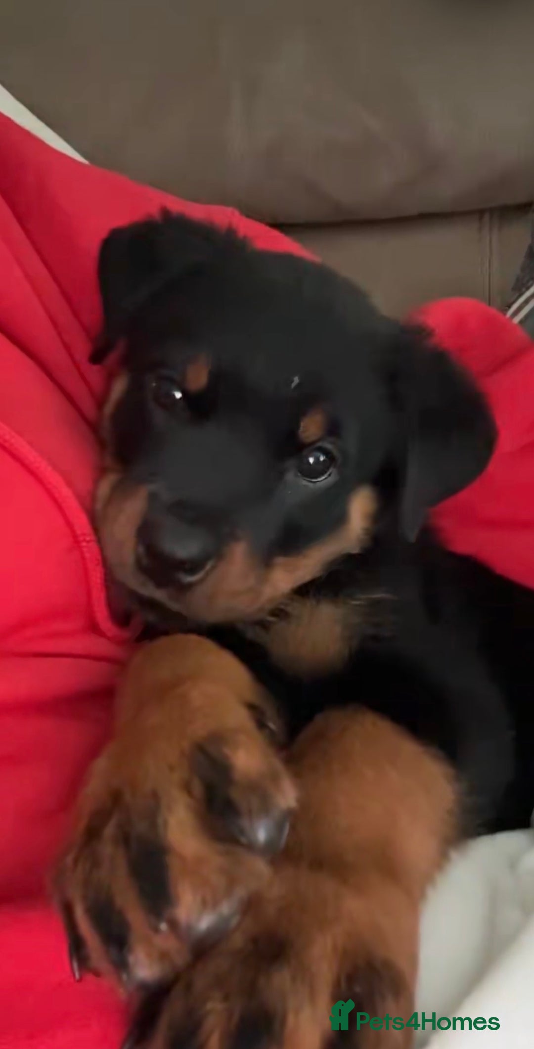 Rottweiler dogs for sale: Last two left!! Rottweiler puppies - Image 11