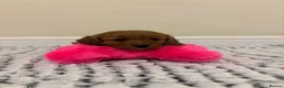 Cavapoo dogs for sale: Deep red cavapoos  - Advert 11