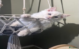 Ragdoll cats for sale: Cream point boy ready now in Lincoln - Image 10