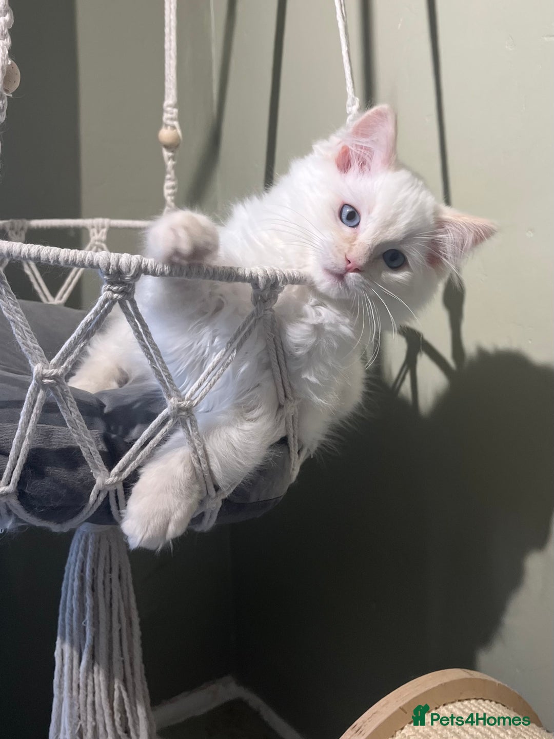 Ragdoll cats for sale: Cream point boy ready now in Lincoln - Image 10