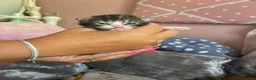 Mixed Breed cats for sale: Beautiful kittens  - Advert 13