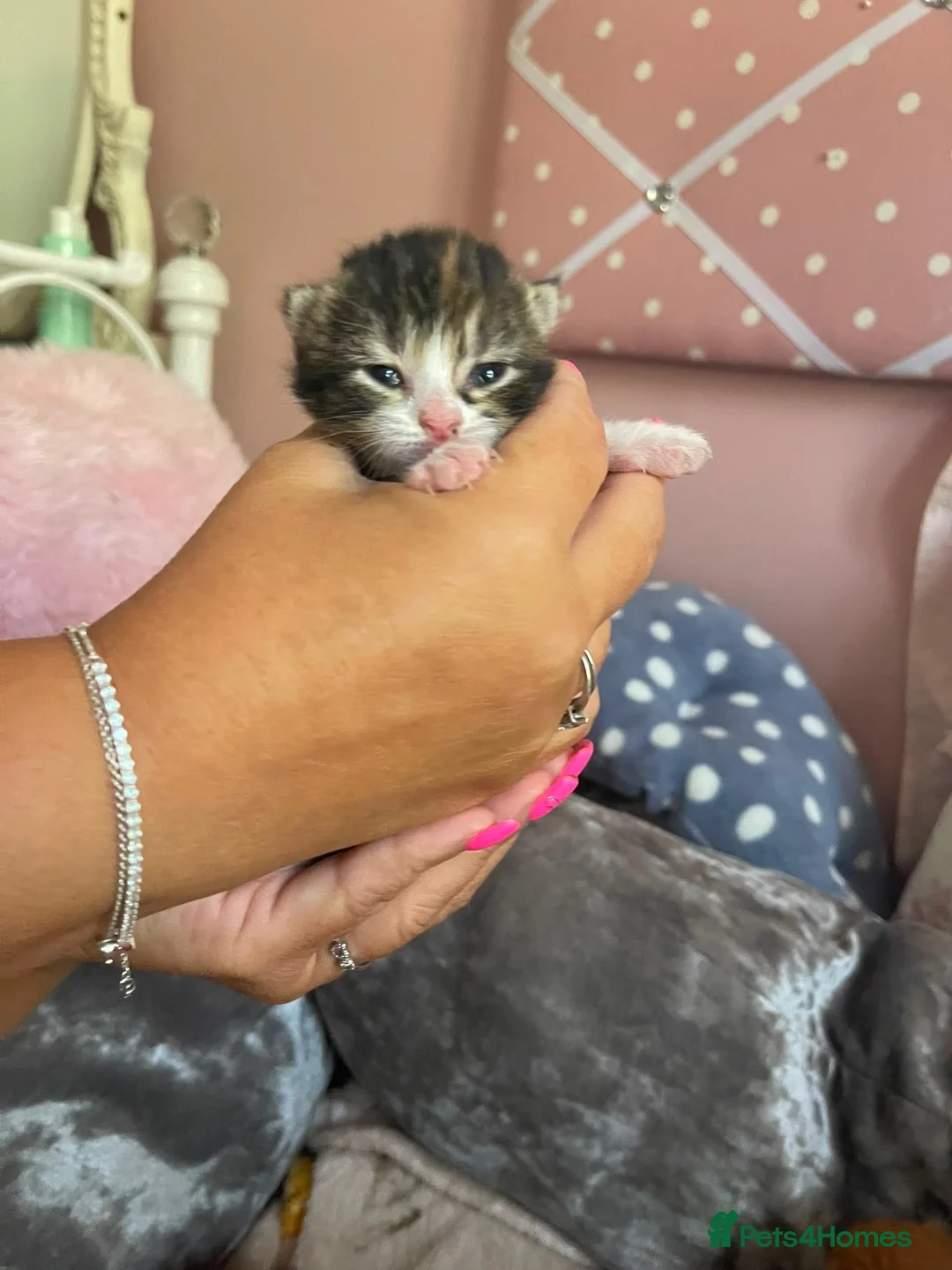 Mixed Breed cats for sale: Beautiful kittens  - Advert 13