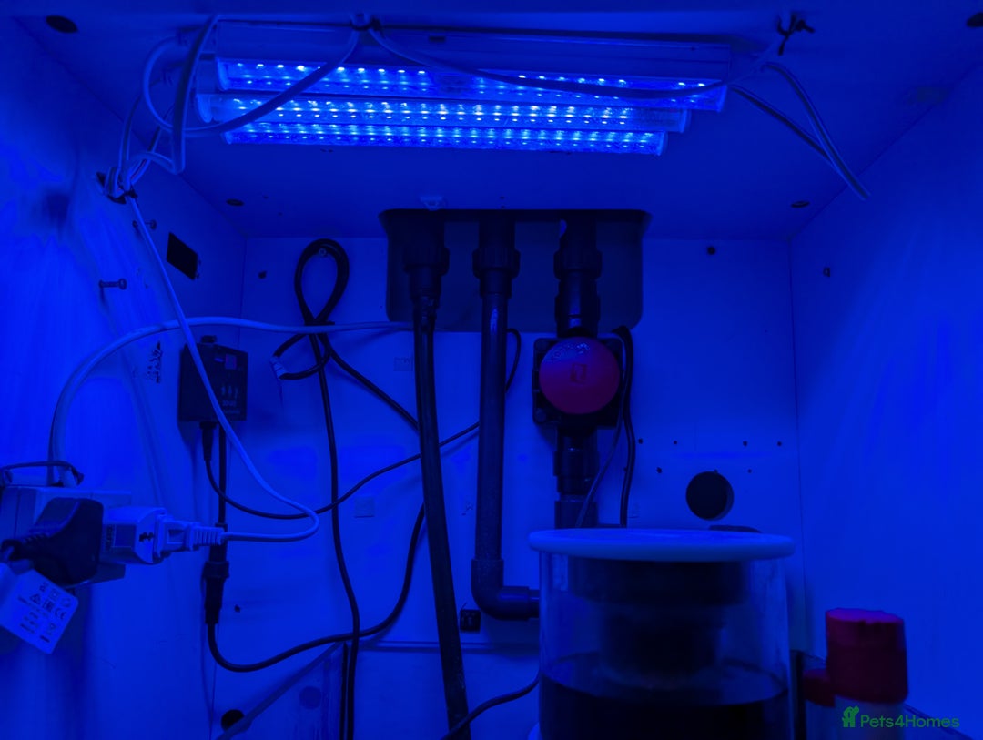 Other/Mixed Breed fish for sale: Fishtank with liverock, equipment, corals, + fish. - Advert 4