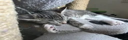 Mixed Breed cats for sale: 4 beautiful kittens, ready today, amazing mix  - Advert 16