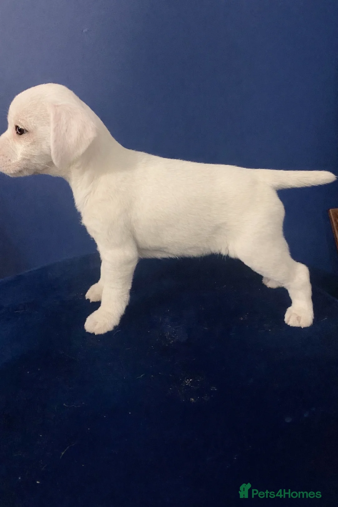 Jack Russell dogs for sale: Parson type Jack Russell pups - Advert 3