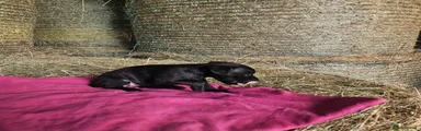 Patterdale Terrier 5 - Evie