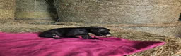 Patterdale Terrier dogs for sale: Patterdale Terriers  - Advert 17
