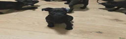 Patterdale Terrier dogs for sale: Patterdale Puppies - 5 Beautiful Bitches - Advert 18