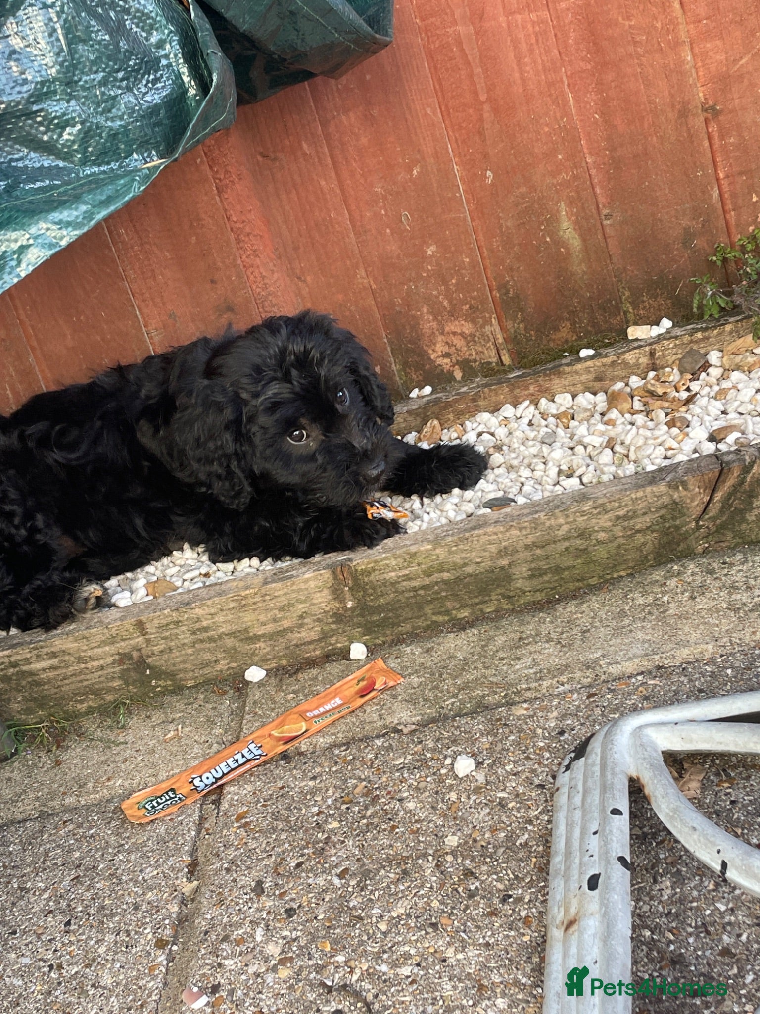Mini Goldendoodle dogs Ready now 1 beautiful black and white girl  - Advert 3
