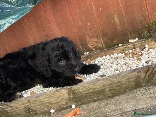 Mini Goldendoodle dogs Ready now 1 beautiful black and white girl - Advert 3