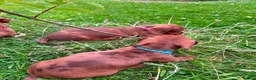 Miniature Dachshund dogs for sale: Stunning KC Miniature Dachshunds in Wednesbury - Advert 7