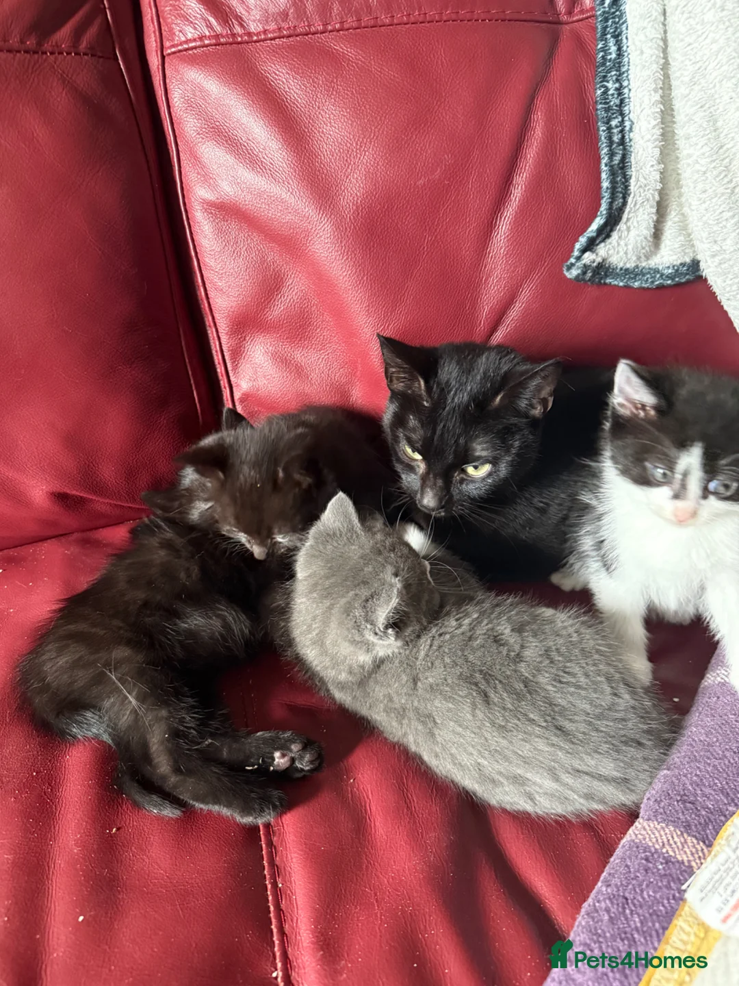 Mixed Breed cats for sale: 4 kittens for sale - Advert 1