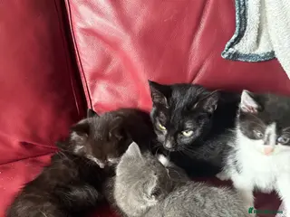 Mixed Breed cats 4 kittens for sale - Advert 1